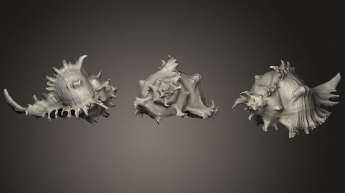 Stones and shells (ROCKS_0045) 3D model for CNC machine